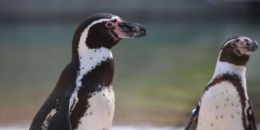 Safeteam kameraovervakning pingviner